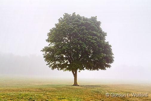Lone Tree In Fog_25588.jpg - Photographed at Smiths Falls, Ontario, Canada.